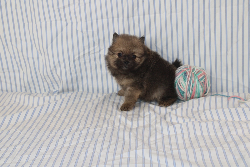 puppy, for, sale, Pomeranian, Matthew B. Stoltzfus, dog, breeder, Gap, PA, dog-breeder, puppy-for-sale, forsale, nearby, find, puppyfind, locator, puppylocator, aca